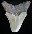 Bargain Megalodon Tooth - North Carolina #11023-2